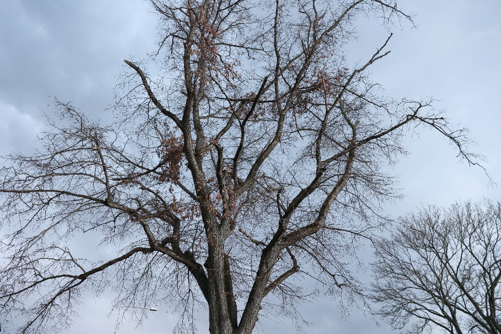 Dalším stromům v centru Radotína hrozí likvidace